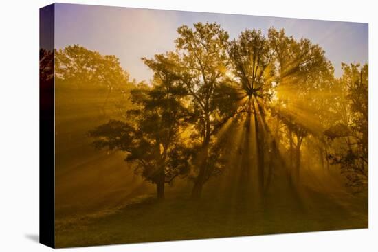 Sun Beams Passing Through Misty Trees, Montezuma National Wildlife Refuge, New York, Usa-Marie Read-Premier Image Canvas