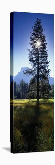 Sun Behind Pine Tree, Half Dome, Yosemite Valley, California, USA-null-Premier Image Canvas