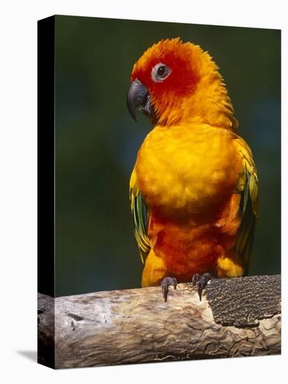 Sun Conure-Lynn M. Stone-Premier Image Canvas