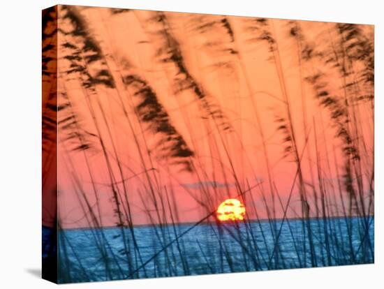 Sun Dance-Steve Vaughn-Premier Image Canvas