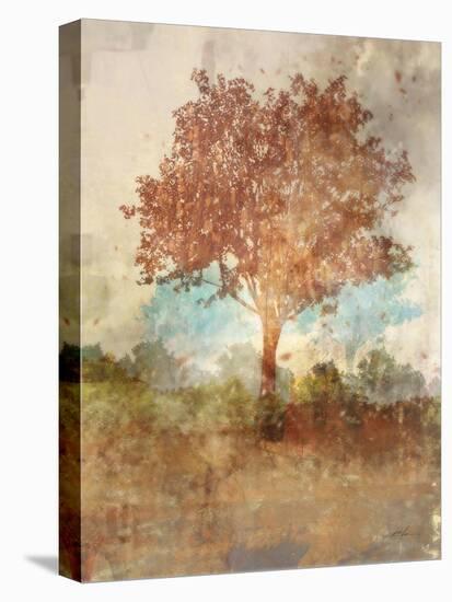 Sun Dappled Tree-Ken Roko-Stretched Canvas