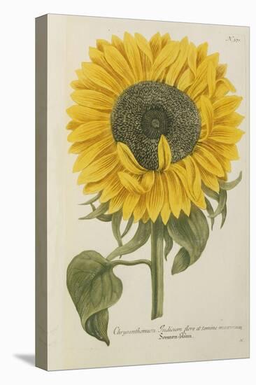 Sun Flower-Johann Wilhelm Weinmann-Premier Image Canvas