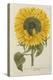 Sun Flower-Johann Wilhelm Weinmann-Premier Image Canvas