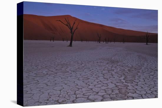 Sun Has Set The Rust Colored Dunes Turn Muted, Silhouettes Of The Dead Acacia Trees Of Deadvlei Pan-Karine Aigner-Premier Image Canvas