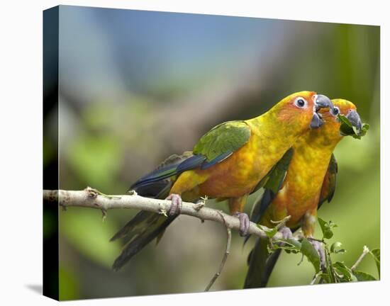 Sun Parakeet pair feeding on leaves, native to South America-Tim Fitzharris-Stretched Canvas