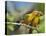 Sun Parakeet pair feeding on leaves, native to South America-Tim Fitzharris-Stretched Canvas