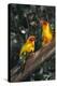 Sun Parakeets on Branch-DLILLC-Premier Image Canvas