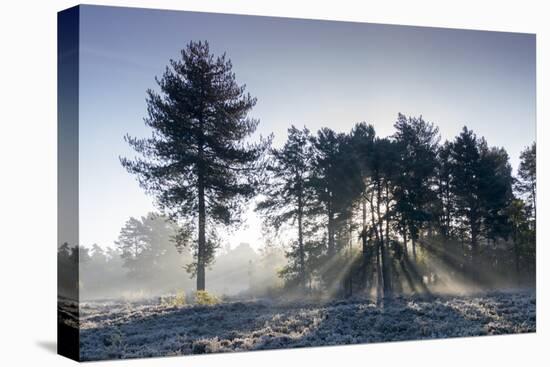 Sun rays illuminate a winter forest landscape-Charles Bowman-Premier Image Canvas