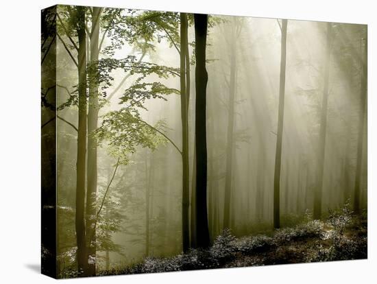 Sun Rays in the Wood-PhotoINC-Premier Image Canvas