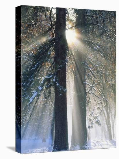 Sun Rays Streaming Through Snow Covered Trees, Yosemite National Park, California, USA-Christopher Bettencourt-Premier Image Canvas