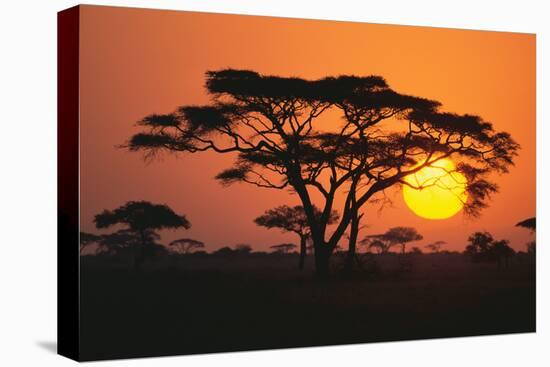 Sun Rising behind Trees-DLILLC-Premier Image Canvas