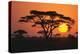 Sun Rising behind Trees-DLILLC-Premier Image Canvas