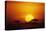 Sun Rising over Savannah, Masai Mara National Reserve, Kenya-Anup Shah-Premier Image Canvas