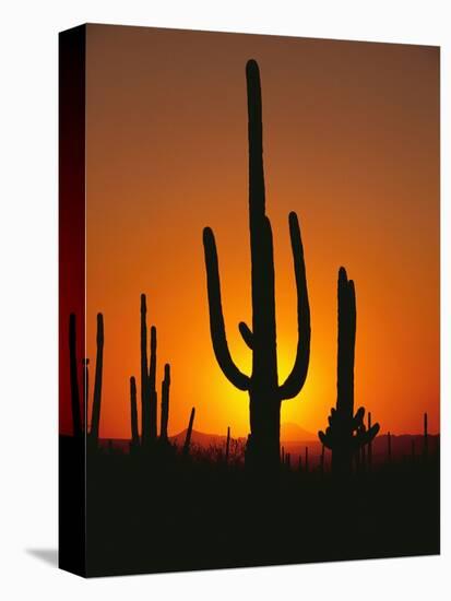 Sun Setting Behind Cacti-null-Premier Image Canvas