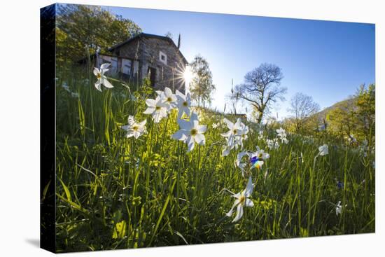 Sun shines on daffodils in bloom on green fields of the Orobie Alps, Dossa, province of Sondrio, Va-Roberto Moiola-Premier Image Canvas