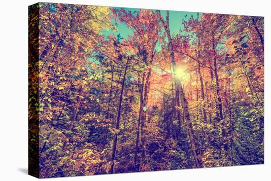 Sun Shining through Leaves in an Autumn Forest - Retro, Faded, Instagram-SHS Photography-Premier Image Canvas