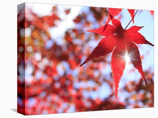 Sun Shining Through Maple Leaf-Naoki Mutai-Premier Image Canvas