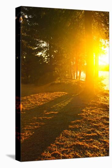 Sun Shining through Pine Trees near Lake of Two Rivers in Algonquin Park, Ontario, Canada. Intentio-elenathewise-Premier Image Canvas