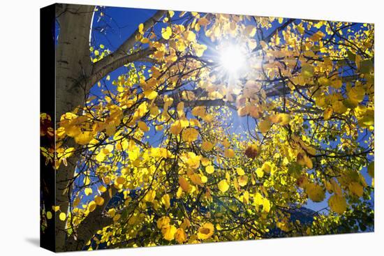 Sun Through Autumn Leaves, Switzerland, Europe-Angelo Cavalli-Premier Image Canvas