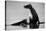 Sunbathing Sea Lion-Steve Munch-Stretched Canvas