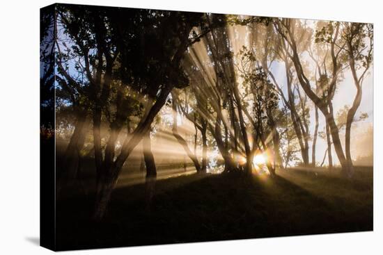 Sunbeams shine through fog in rain forest, Kokee, Kauai, Hawaii-Mark A Johnson-Premier Image Canvas