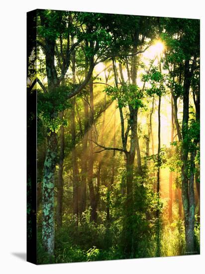 Sunbeams Through the Trees-null-Premier Image Canvas