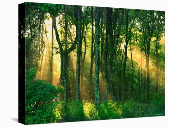 Sunbeams Through the Trees-null-Premier Image Canvas