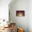 Sunburst Rising on Burgundy-Abby Young-Stretched Canvas displayed on a wall