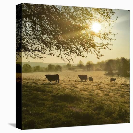 Sunday Sunrise with Cows-Dawne Polis-Stretched Canvas