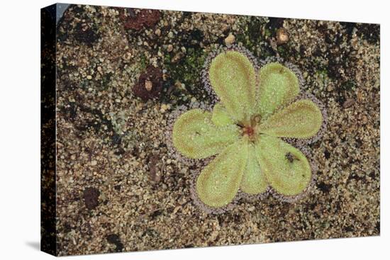 Sundew Plant-DLILLC-Premier Image Canvas