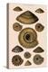 Sundial Shells-G.b. Sowerby-Premier Image Canvas