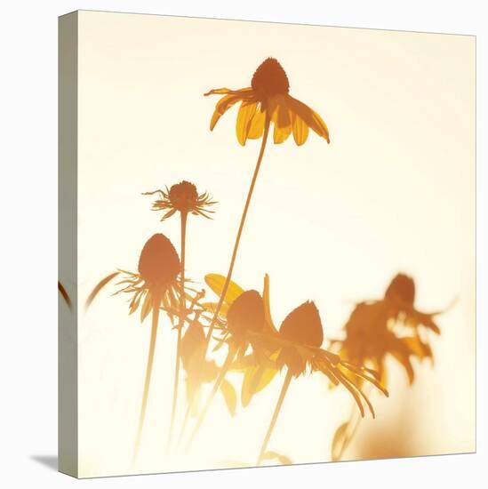 Sundown Flowers-Mandy Lynne-Stretched Canvas