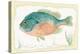 Sunfish on Retro Style Background-Milovelen-Stretched Canvas