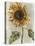 Sunflower 1-Denise Brown-Stretched Canvas