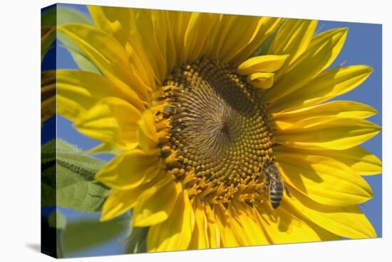 Sunflower a Honeybee (Apis Mellifera) Gathers-null-Premier Image Canvas