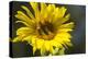 Sunflower and Bee I-Rita Crane-Premier Image Canvas