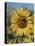 Sunflower and Butterflies-William Vanderdasson-Premier Image Canvas