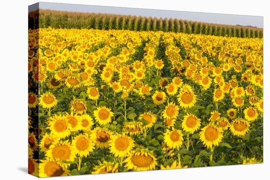 Sunflower and Corn Field in Morning Light in Michigan, North Dakota, USA-Chuck Haney-Premier Image Canvas