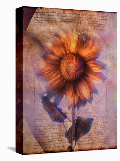 Sunflower and Text-Colin Anderson-Premier Image Canvas