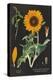 Sunflower Chart-Sue Schlabach-Stretched Canvas