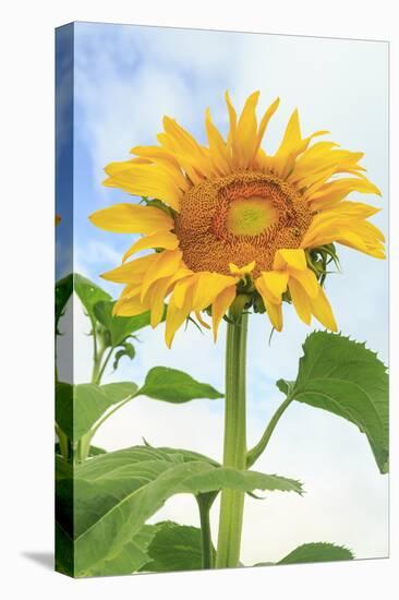 Sunflower, Community Garden, Moses Lake, Wa, USA-Stuart Westmorland-Premier Image Canvas