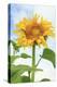 Sunflower, Community Garden, Moses Lake, Wa, USA-Stuart Westmorland-Premier Image Canvas