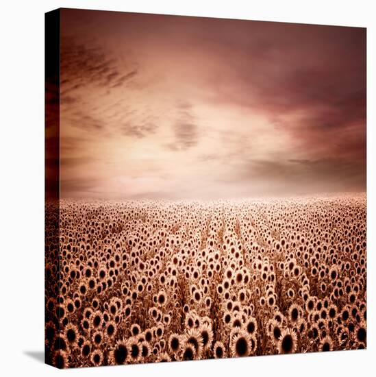 Sunflower Dawn-Luis Beltran-Premier Image Canvas
