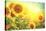 Sunflower Field. Beautiful Sunflowers Blooming on the Field. Growing Yellow Flowers-Subbotina Anna-Premier Image Canvas