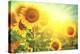 Sunflower Field. Beautiful Sunflowers Blooming on the Field. Growing Yellow Flowers-Subbotina Anna-Premier Image Canvas