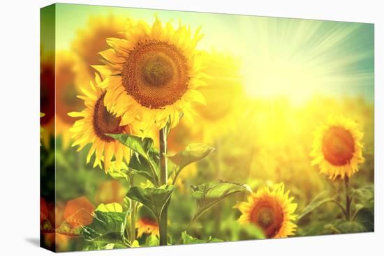 Sunflower Field. Beautiful Sunflowers Blooming on the Field. Growing Yellow Flowers-Subbotina Anna-Premier Image Canvas
