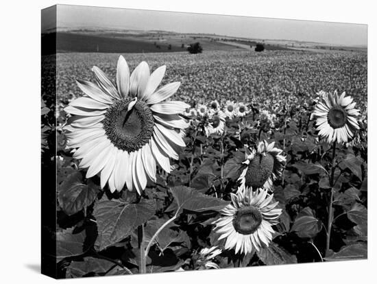 Sunflower Field in Full Bloom-Paul Schutzer-Premier Image Canvas