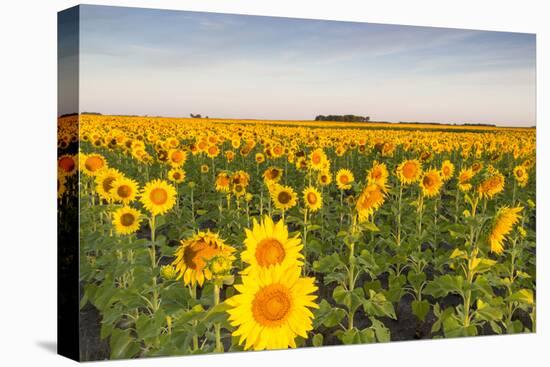 Sunflower Field in Morning Light in Michigan, North Dakota, USA-Chuck Haney-Premier Image Canvas