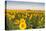 Sunflower Field in Morning Light in Michigan, North Dakota, USA-Chuck Haney-Premier Image Canvas