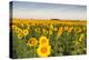 Sunflower Field in Morning Light in Michigan, North Dakota, USA-Chuck Haney-Premier Image Canvas